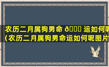 农历二月属狗男命 🐋 运如何呢（农历二月属狗男命运如何呢图片）